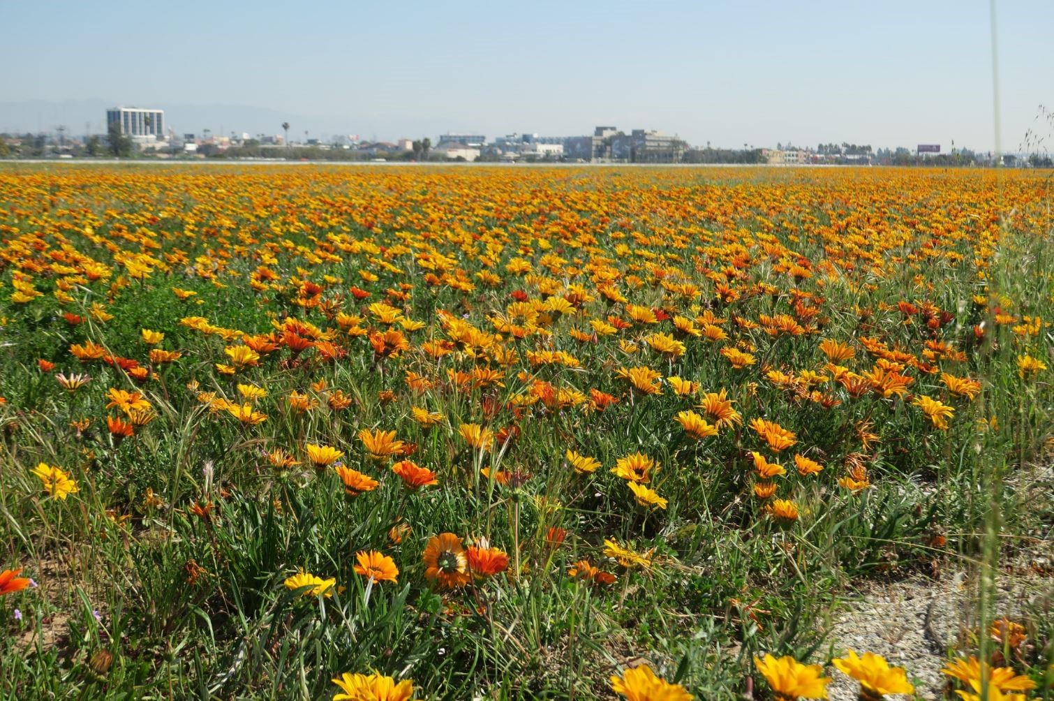 Runway with spring flowers